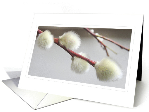 Pussy Willow card (1257670)