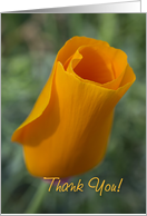 California Poppy card