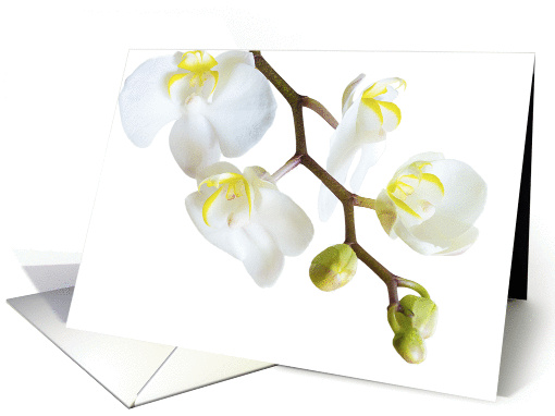 White Orchid card (1298812)
