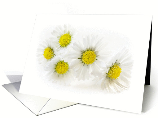 White Daisies Blank Note card (1311738)