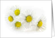 White Daisies Blank Note card
