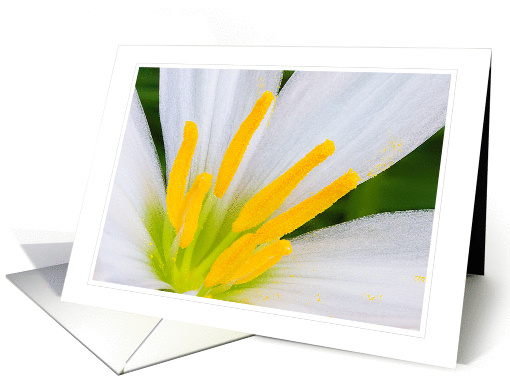 Fairy Lily Blank Note card (1330678)