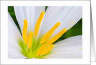 Fairy Lily Blank Note card
