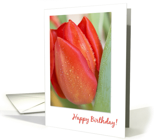 Red Tulip Happy Birthday card (1379508)