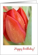 Red Tulip Happy Birthday card