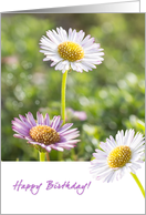 Three Daisies Birthday Card, Blank Inside card