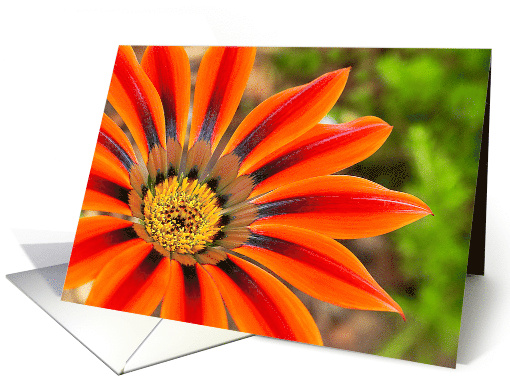 Gazania Blank Note card (1549480)