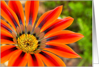 Gazania Blank Note