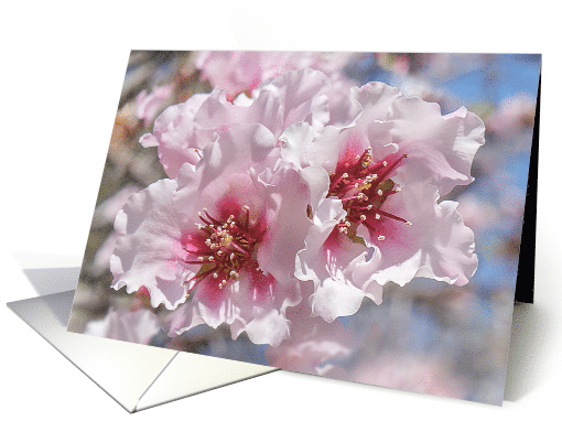 Blooming Peach Tree Blank Any Occasion card (1562750)