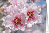 Blooming Peach Tree Blank Any Occasion card