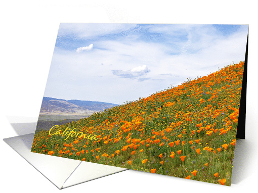 Landscape of Blooming California Poppies Blank Inside card (1578692)