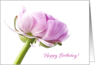 Pink Ranunculus Happy Birthday card