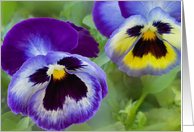 Blue Pansies