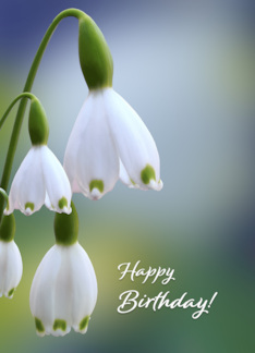 Snowdrops Birthday...