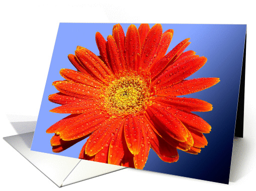 Orange Gerbera Blank Note card (913076)
