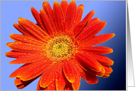 Orange Gerbera Blank Note Card