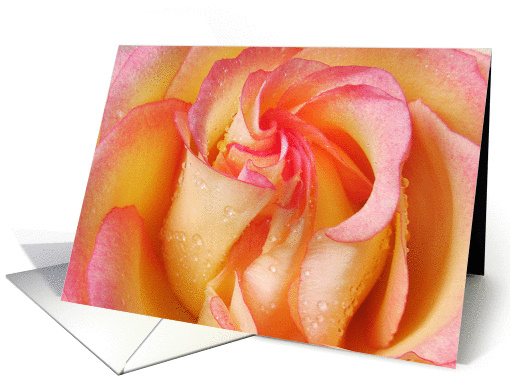 Pink and yellow rose with rain drops blank card (913087)