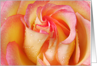 Pink and yellow rose with rain drops blank Card