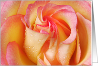 Pink and yellow rose...