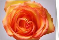 Yellow Orange Rose Blank Note Card