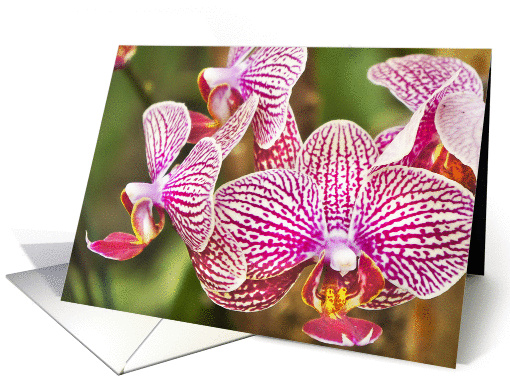 Pink Orchids Blank card (932643)