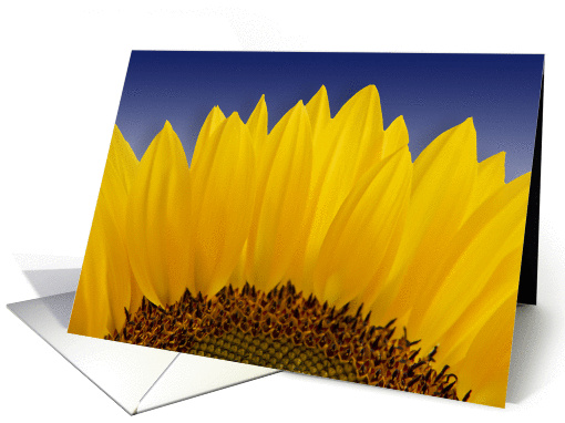 Sunflower (Helianthus Annus) card (936862)