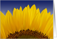 Sunflower (Helianthus Annus) card