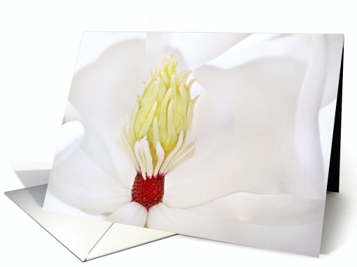 Magnolia Grandiflora card (942141)