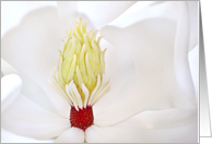 Magnolia Grandiflora card