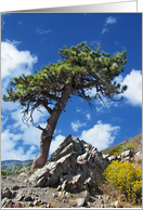 Pine Tree Blank Inside Note Card