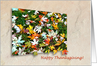 Happy Thanksgiving! Blank Inside Note Card