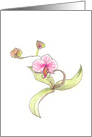 Sketched drawing of an orchid card