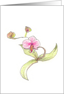 Sketched drawing of an orchid card