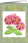 Happy Birthday-pink primroses card