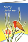 Merry Christmas - Robin redbreast and midwinter sun card