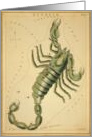Scorpio zodiac illustration by Sydney Hall card