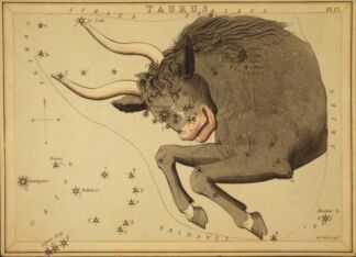 Tauras zodiac illustration by Sydney Hall