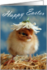 Easter - Baby Chick card