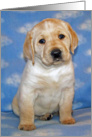Yellow Labrador Retriever Puppy on Blue background with white clouds card
