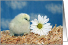 Mother’s Day - Baby Chick with Daisy card