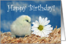 Happy Birthday - White Silkie Chick and Daisy Flower card