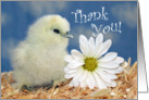 Thank You - White Silkie Chick and Daisy Flower card