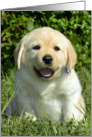 New Puppy Congratulations - Yellow Labrador Retriever Puppy card