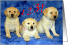 Happy Third Birthday - Three Yellow Labrador Retriever Puppies card