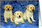 Happy Third Birthday - Yellow Labrador Retriever Puppy card