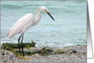 Wish You Were Here - White Egret on Seashore card