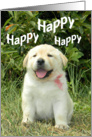 Happy Birthday - Yellow Labrador Retriever Puppy card