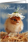 Thank You - Isa Brown Baby Chick with Daisy Hat card