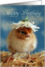 Happy Birthday - Isa Brown Baby Chick with Daisy Hat card
