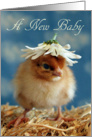 A New Baby - Isa Brown Chick with Daisy Hat card